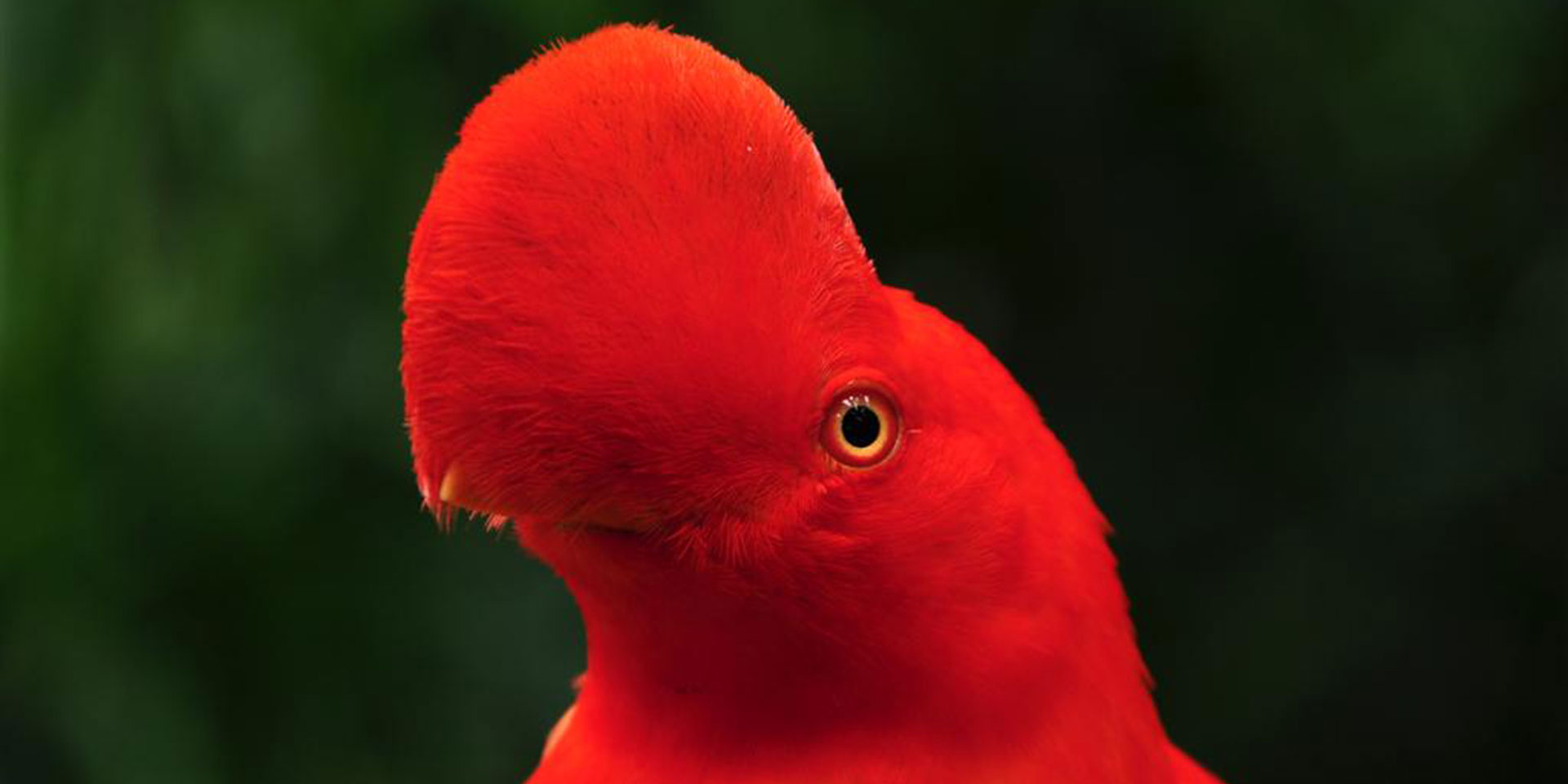 Gallo de Roca - Alejandro Durán