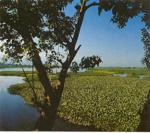 DRMI Laguna de Sonso