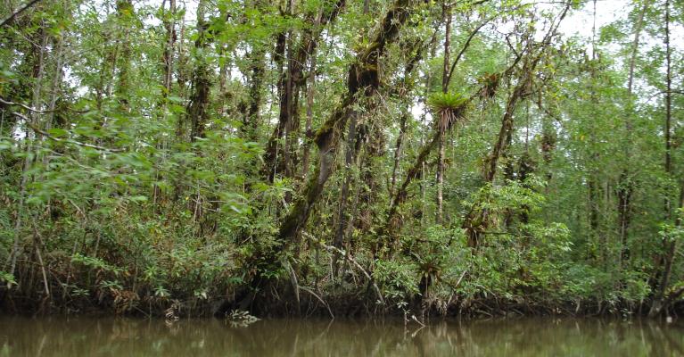 Manglares Estero Arrastradera - Mónica Hernández