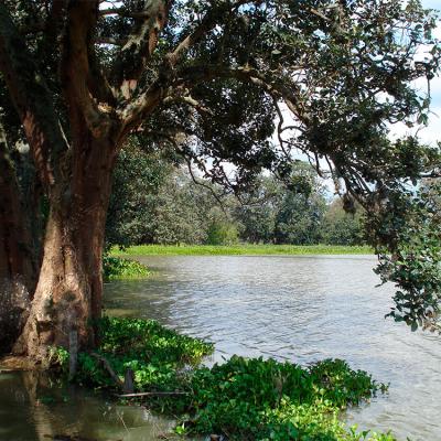Laguna de Sonso - Mónica Hernández