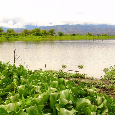 Laguna de Sonso