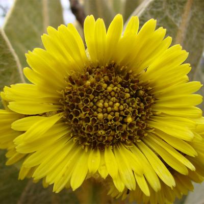 Fauna y flora - Milton Reyes