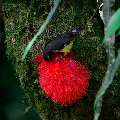 Fauna y flora - Alejandro Durán