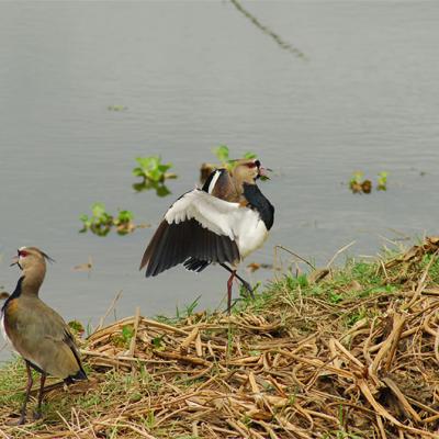 Fauna y flora - Anfasa
