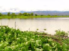 Laguna de Sonso